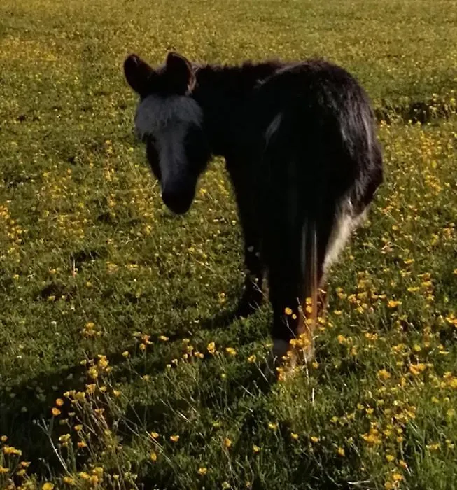 Durham Donkey Rescue Shepherd'S Hut-1