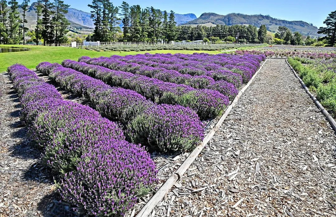 Lavender Farm Boutique Guest House-1