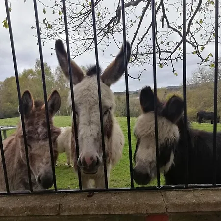 Durham Donkey Rescue Shepherd'S Hut-3