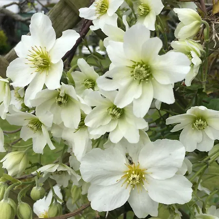 Clematis House Gloucester Road-2
