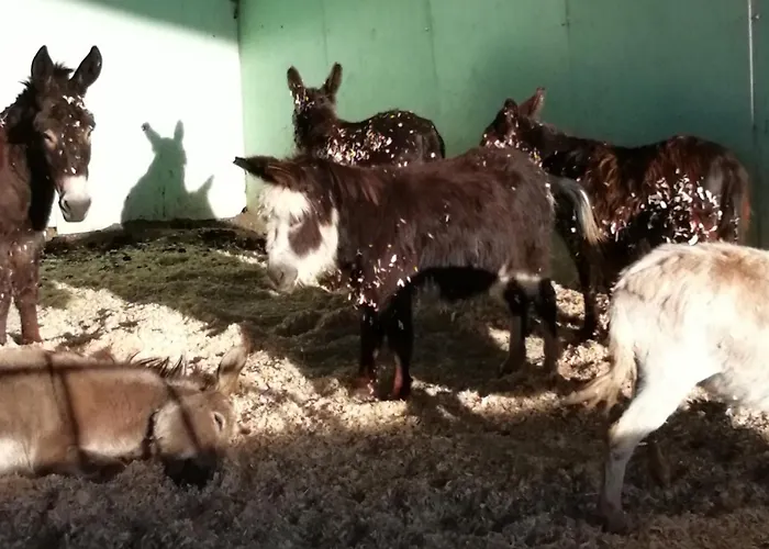 Durham Donkey Rescue Shepherd'S Hut