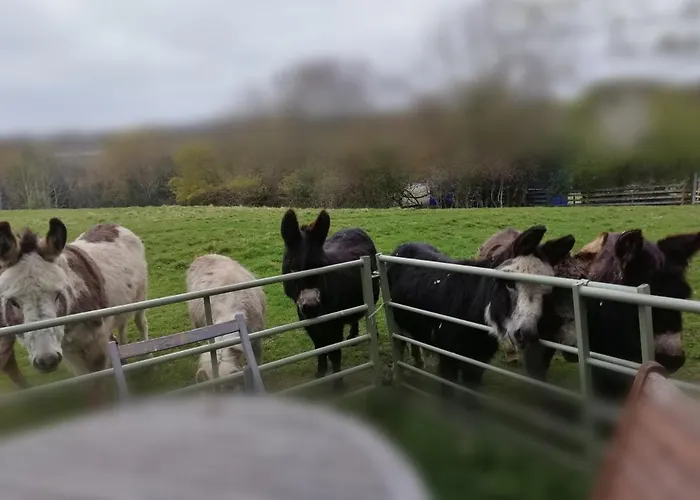 Durham Donkey Rescue Shepherd'S Hut