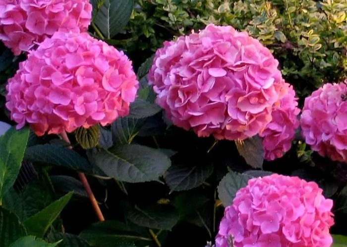 A Seaton Dream Hotel Toronto