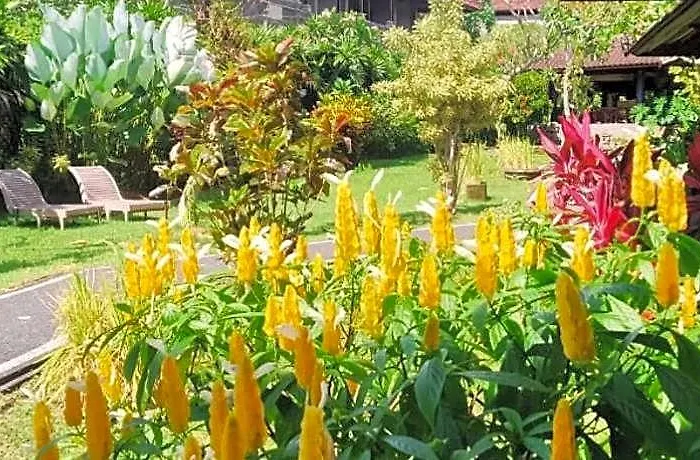 Puri Padi Hotel Ubud 